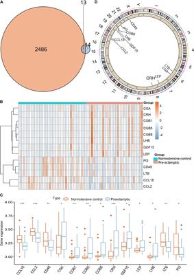 Potential of Immune-Related Genes as Biomarkers for Diagnosis and Subtype Classification of Preeclampsia